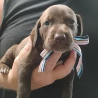 Petunia, a female German Shorthaired Pointer for sale in Defuniak Springs, FL – 6 of 8