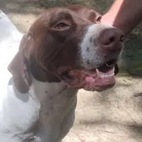Hank, a male German Shorthaired Pointer for sale in Defuniak Springs, FL – 10 of 10