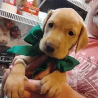 Timmy , a male Labrador Retriever for sale in Defuniak Springs, FL – 5 of 8