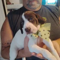 Sebastian , a male German Shorthaired Pointer for sale in Defuniak Springs, FL – 8 of 10