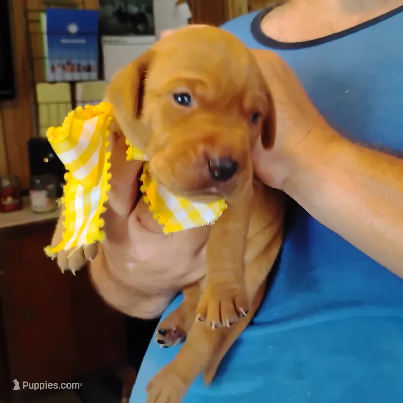 Sunny Flower – Labrador Retriever puppy for sale in Defuniak Springs, FL