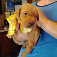 Sunny Flower, a female Labrador Retriever for sale in Defuniak Springs, FL – 1 of 9