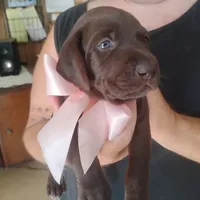 Bethany, a female German Shorthaired Pointer for sale in Defuniak Springs, FL – 4 of 10
