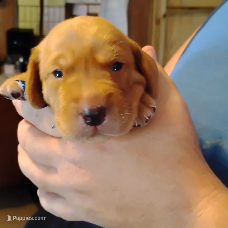 Jeffrey  – Labrador Retriever puppy for sale in Defuniak Springs, FL