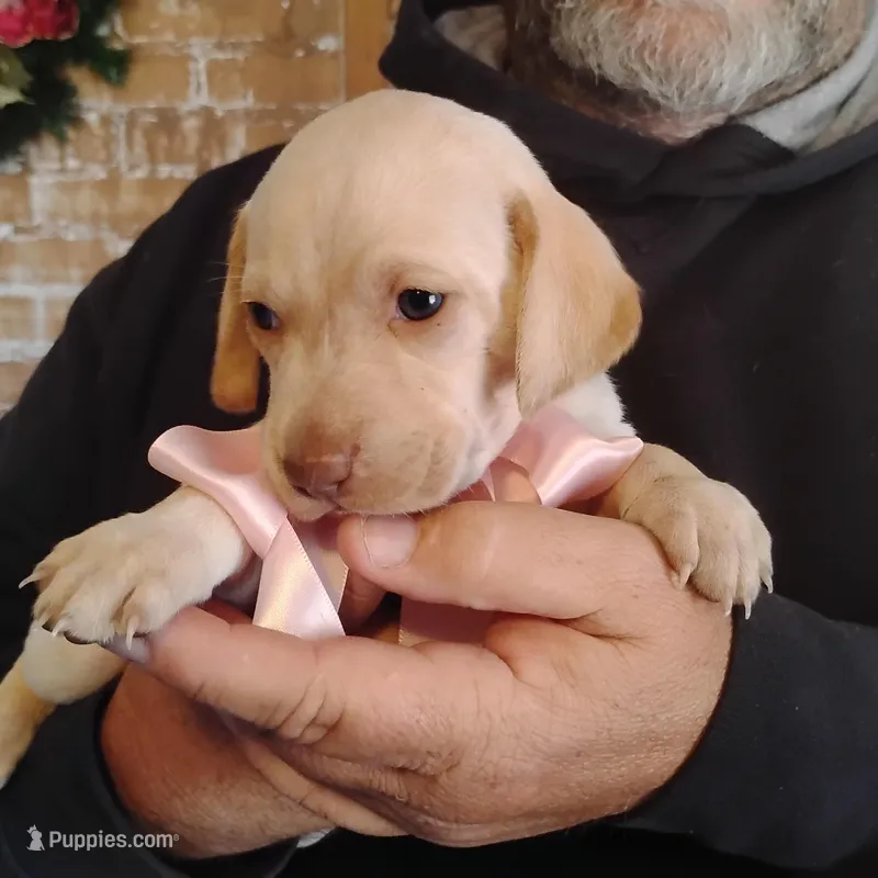 Sarah – German Shorthaired Pointer puppy for sale in Defuniak Springs, FL