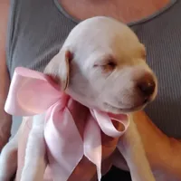Sarah, a female German Shorthaired Pointer for sale in Defuniak Springs, FL – Photo 5 of 6