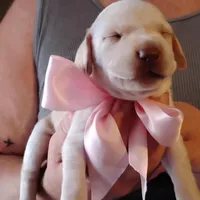 Sarah, a female German Shorthaired Pointer for sale in Defuniak Springs, FL – Photo 3 of 6