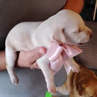 Sarah, a female German Shorthaired Pointer for sale in Defuniak Springs, FL – Photo 4 of 6
