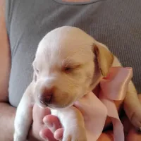 Sarah, a female German Shorthaired Pointer for sale in Defuniak Springs, FL – Photo 2 of 6