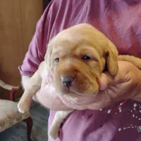 Poppy, a female Labrador Retriever for sale in Defuniak Springs, FL – Photo 2 of 5