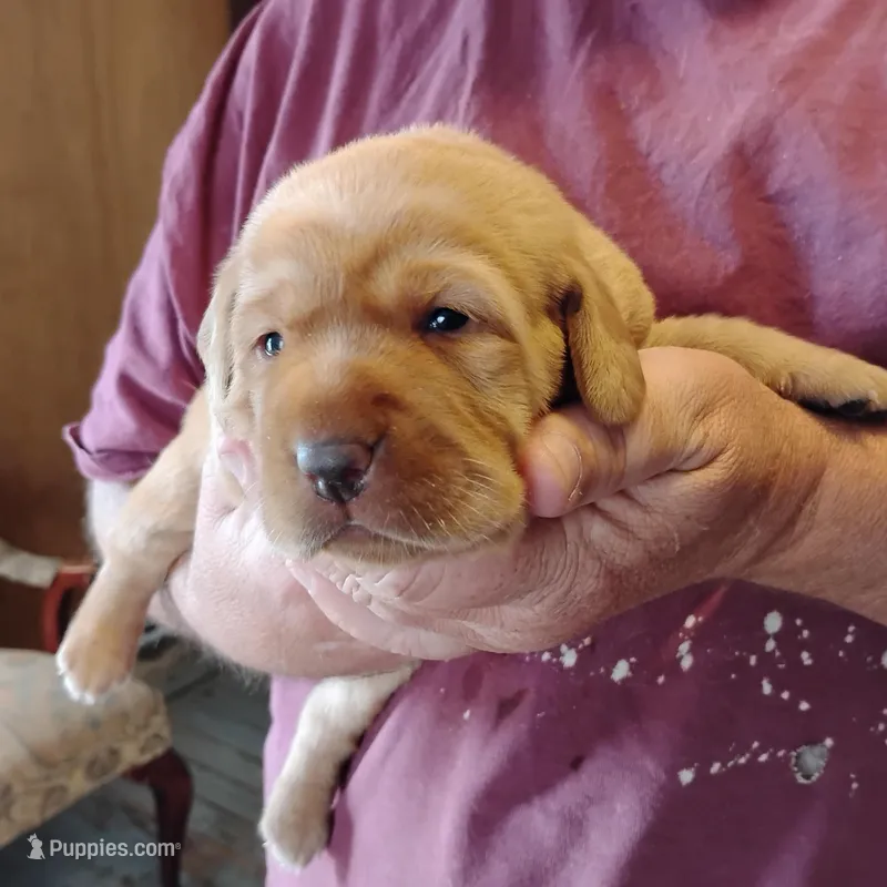 Poppy – Labrador Retriever puppy for sale in Defuniak Springs, FL