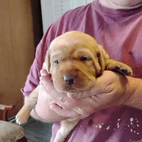 Poppy, a female Labrador Retriever for sale in Defuniak Springs, FL – Photo 5 of 5