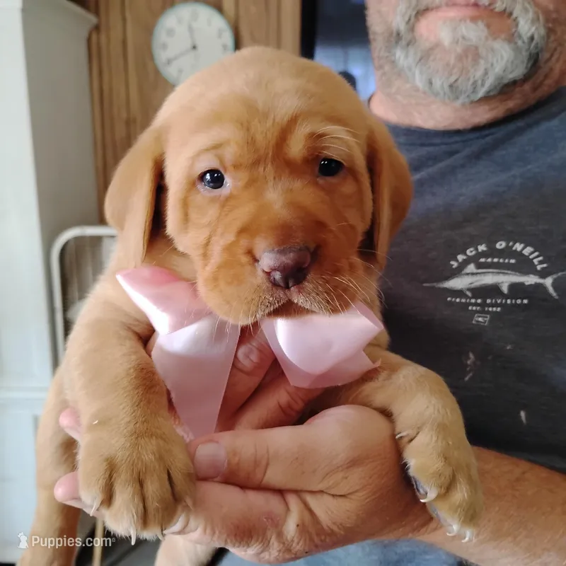 Poppy – Labrador Retriever puppy for sale in Defuniak Springs, FL