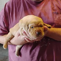 Poppy, a female Labrador Retriever for sale in Defuniak Springs, FL – Photo 3 of 5