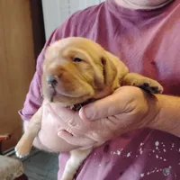 Poppy, a female Labrador Retriever for sale in Defuniak Springs, FL – Photo 4 of 5