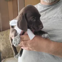 Tweety, a female German Shorthaired Pointer for sale in Defuniak Springs, FL – 5 of 10