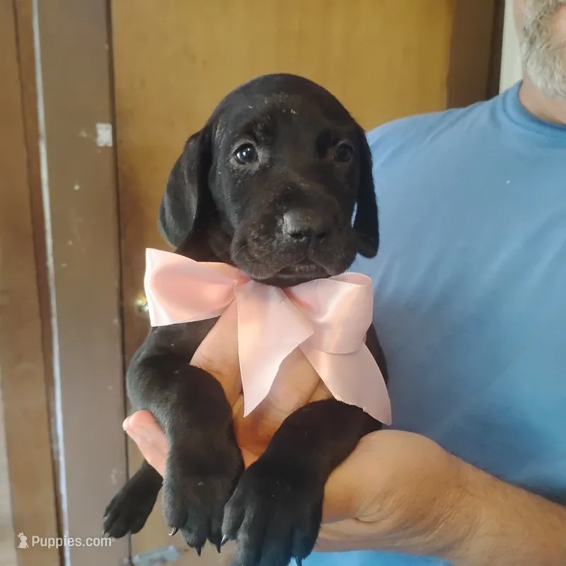 Winnie – German Shorthaired Pointer puppy for sale in Defuniak Springs, FL