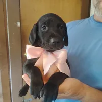 Winnie, a female German Shorthaired Pointer for sale in Defuniak Springs, FL – 8 of 9