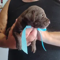 Edward, a male German Shorthaired Pointer for sale in Defuniak Springs, FL – 4 of 9