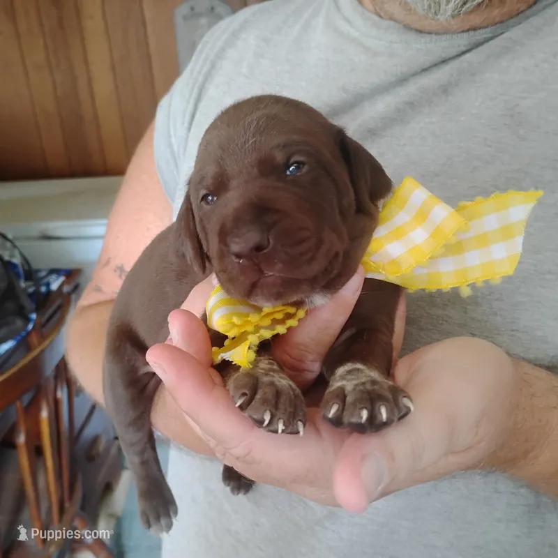 Abigail – German Shorthaired Pointer puppy for sale in Defuniak Springs, FL