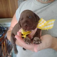 Abigail, a female German Shorthaired Pointer for sale in Defuniak Springs, FL – 1 of 9