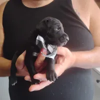 Curtis, a male German Shorthaired Pointer for sale in Defuniak Springs, FL – 3 of 10