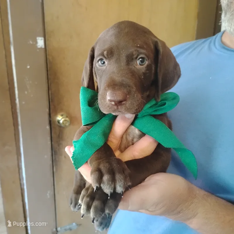Sigmond  – German Shorthaired Pointer puppy for sale in Defuniak Springs, FL