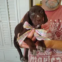 Remora, a female German Shorthaired Pointer for sale in Defuniak Springs, FL – 7 of 7