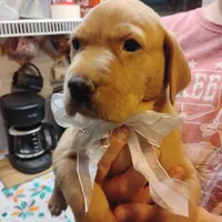 Ollie, a male Labrador Retriever for sale in Defuniak Springs, FL – 7 of 8