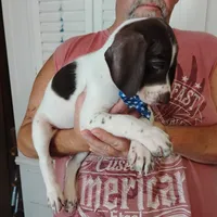 Barracuda, a male German Shorthaired Pointer for sale in Defuniak Springs, FL – 6 of 6