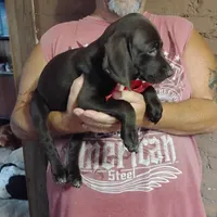 Speedy Gonzales, a male German Shorthaired Pointer for sale in Defuniak Springs, FL – 5 of 7