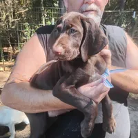 Clara, a female German Shorthaired Pointer for sale in Defuniak Springs, FL – 2 of 8