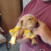 Annie, a female Labrador Retriever for sale in Defuniak Springs, FL – Photo 5 of 7
