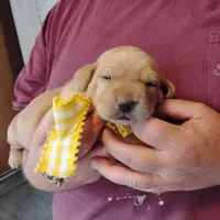 Annie, a female Labrador Retriever for sale in Defuniak Springs, FL – Photo 7 of 7
