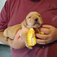 Annie, a female Labrador Retriever for sale in Defuniak Springs, FL – Photo 3 of 7