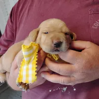 Annie, a female Labrador Retriever for sale in Defuniak Springs, FL – Photo 2 of 7
