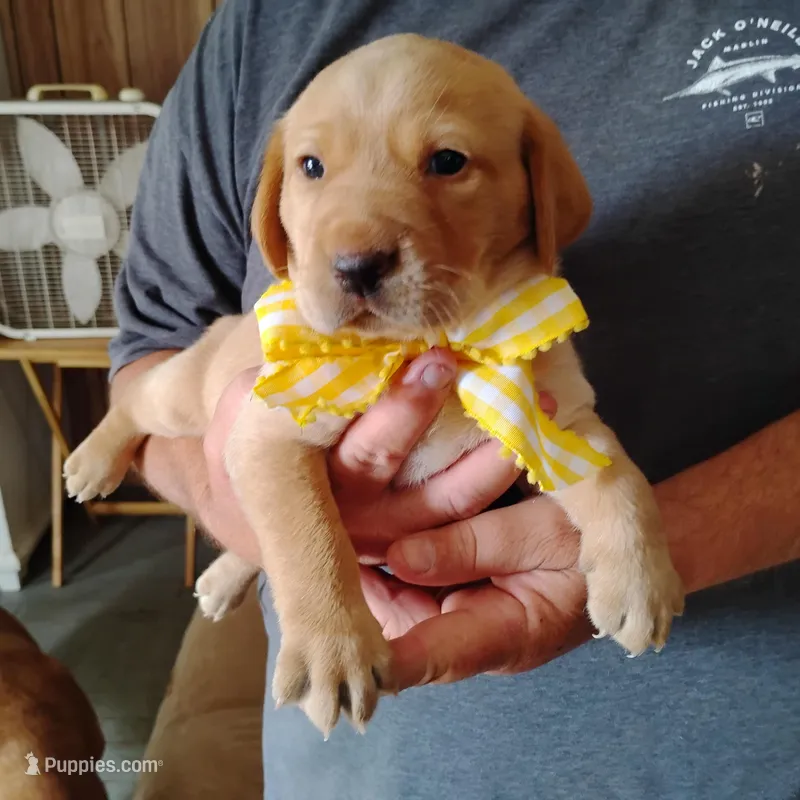 Annie – Labrador Retriever puppy for sale in Defuniak Springs, FL