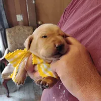 Annie, a female Labrador Retriever for sale in Defuniak Springs, FL – Photo 4 of 7