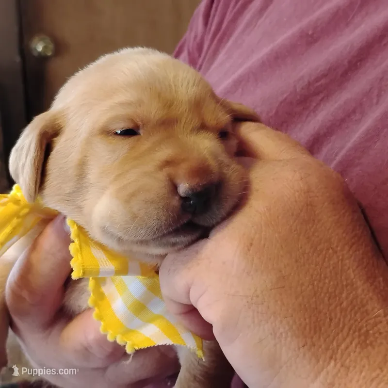 Annie – Labrador Retriever puppy for sale in Defuniak Springs, FL