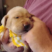 Annie, a female Labrador Retriever for sale in Defuniak Springs, FL – Photo 1 of 7