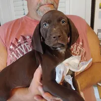 Marlin, a male German Shorthaired Pointer for sale in Defuniak Springs, FL – 3 of 7