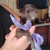 Lil' Perch , a female German Shorthaired Pointer for sale in Defuniak Springs, FL – 3 of 4