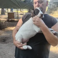 Sebastian , a male German Shorthaired Pointer for sale in Defuniak Springs, FL – 10 of 10