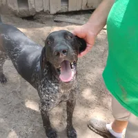 Jackson, a male German Shorthaired Pointer for sale in Defuniak Springs, FL – 3 of 9