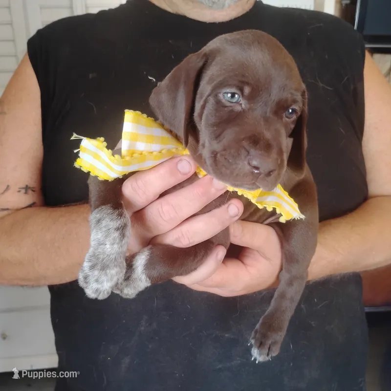Abigail – German Shorthaired Pointer puppy for sale in Defuniak Springs, FL