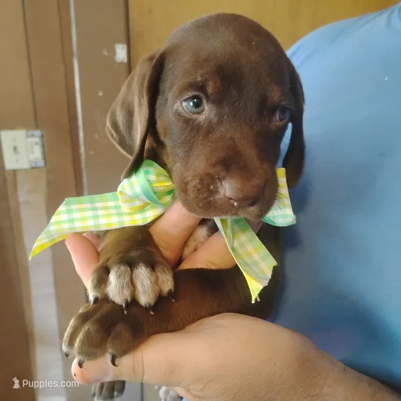 Homer  – German Shorthaired Pointer puppy for sale in Defuniak Springs, FL