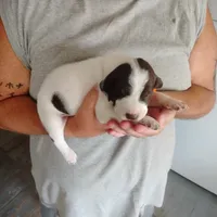 Horace, a male German Shorthaired Pointer for sale in Defuniak Springs, FL – 8 of 8