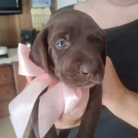Bethany, a female German Shorthaired Pointer for sale in Defuniak Springs, FL – 8 of 10