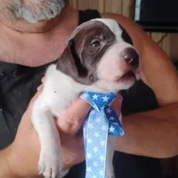 Barracuda, a male German Shorthaired Pointer for sale in Defuniak Springs, FL – 3 of 6