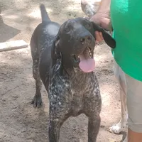Jackson, a male German Shorthaired Pointer for sale in Defuniak Springs, FL – 1 of 9